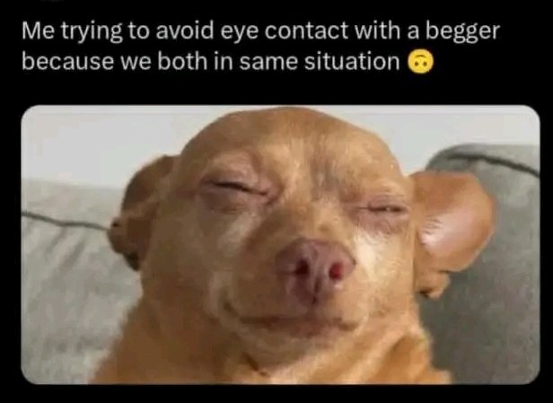 a dog with a capt that says, i m 
